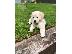 PoulaTo: Όμορφα Golden Retriever κουτάβια
